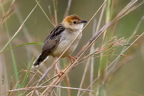 Stout Cisticola