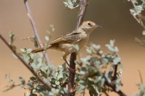 Red-pate Cisticola