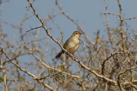 Tinkling Cisticola
