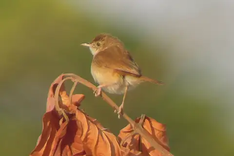 Rufous Cisticola