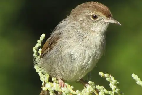 Grey-backed Cisticola