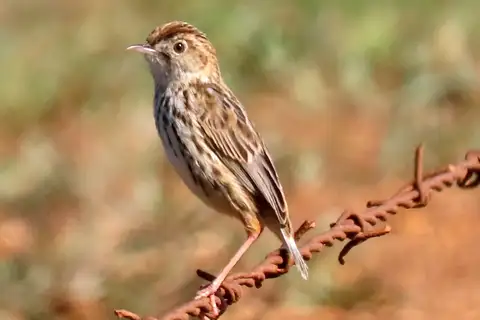 Cloud Cisticola