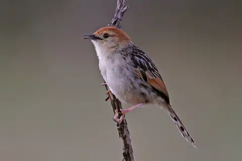 Levaillant's Cisticola