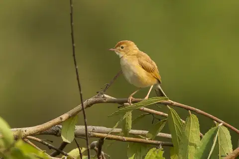 Foxy Cisticola