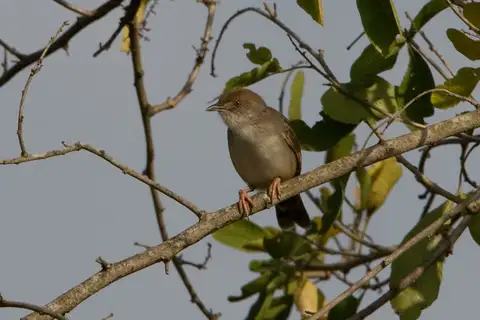 Trilling Cisticola