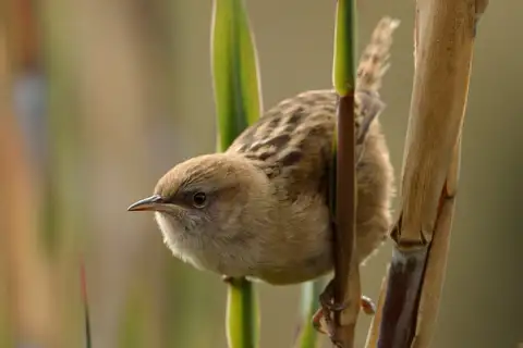 Apolinar's Wren