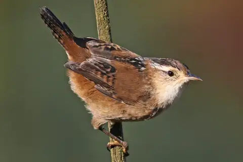 Marsh Wren