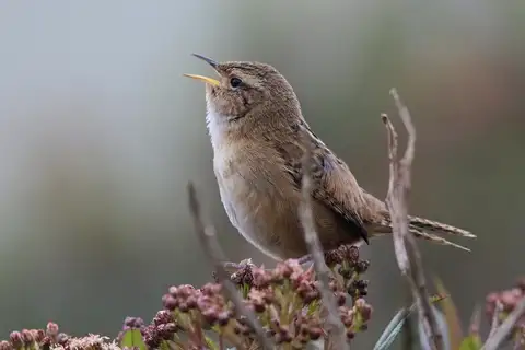 Grass Wren
