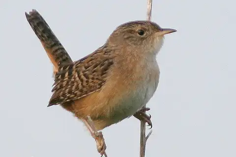 Sedge Wren