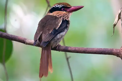 Sulawesi Lilac Kingfisher