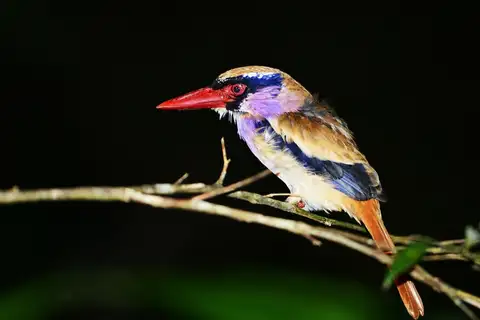 Sangihe Lilac Kingfisher