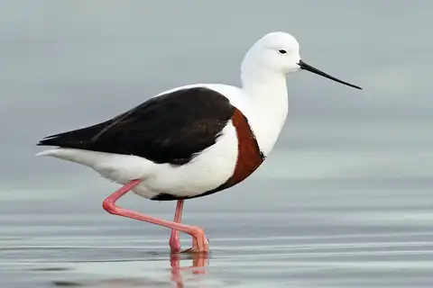Banded Stilt