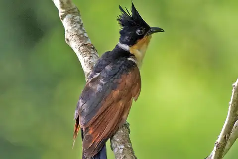 Chestnut-winged Cuckoo
