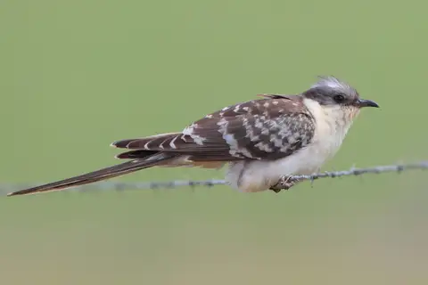 Great Spotted Cuckoo