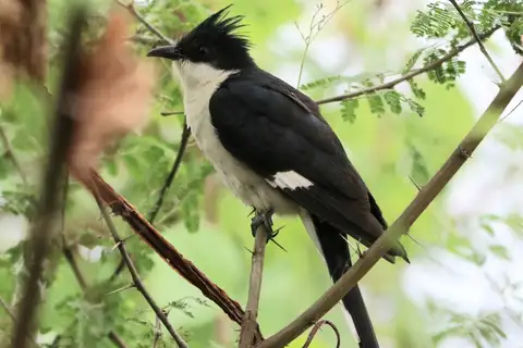 Jacobin Cuckoo