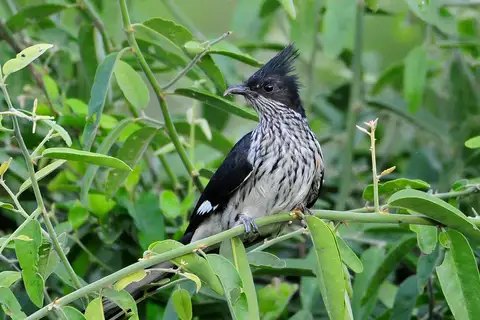 Levaillant's Cuckoo