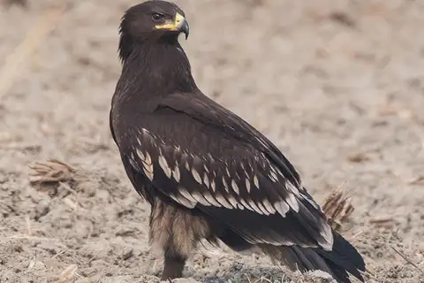 Greater Spotted Eagle