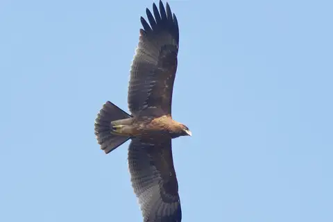 Indian Spotted Eagle