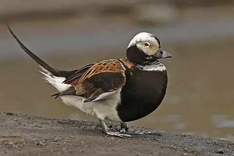 Long-tailed Duck