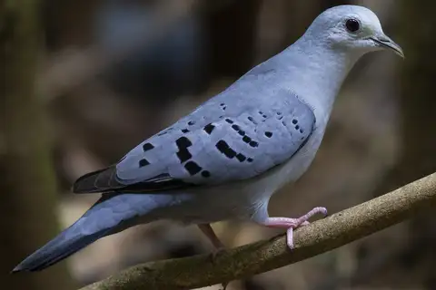 Blue Ground Dove