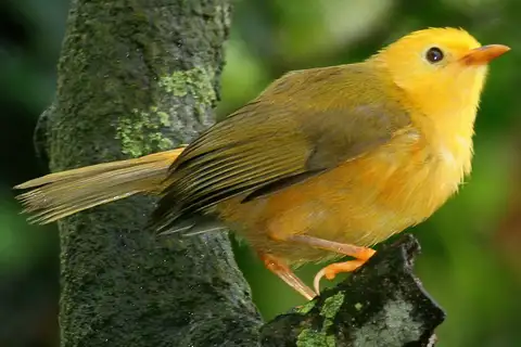 Golden White-eye