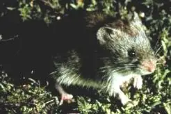 Southern Red-backed Vole