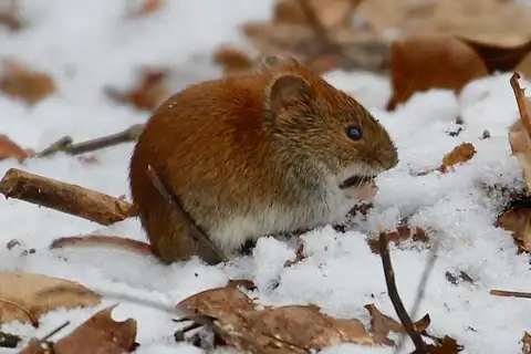 Bank Vole