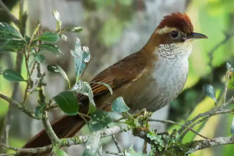 Canebrake Groundcreeper