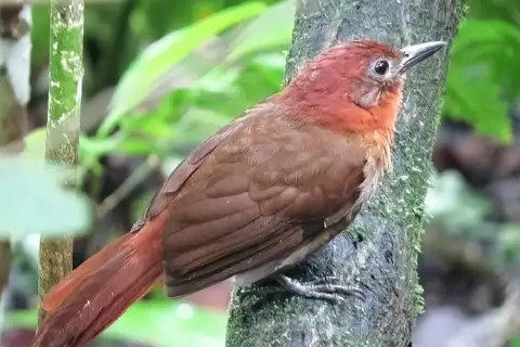 Ruddy Foliage-gleaner
