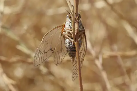 Clidophleps distanti