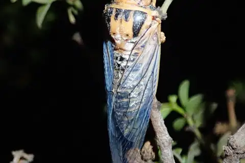 Clidophleps vagans