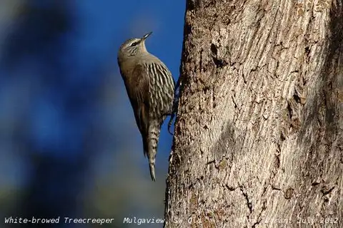 White-browed Treecreeper