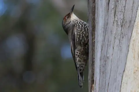 Red-browed Treecreeper