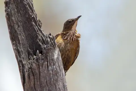 Black-tailed Treecreeper