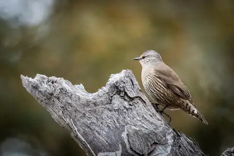 Brown Treecreeper