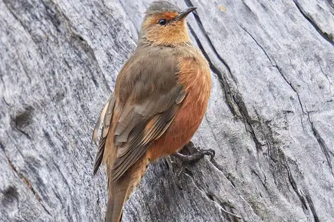 Rufous Treecreeper
