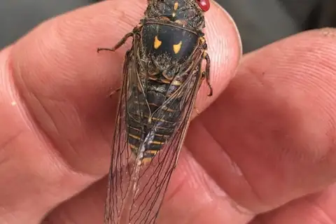Murray Acacia Cicada