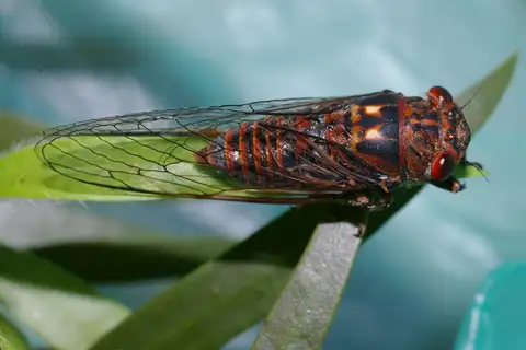 Ferny Acacia Cicada