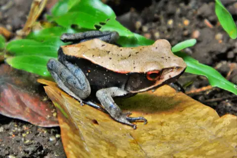 Bicolored Frog