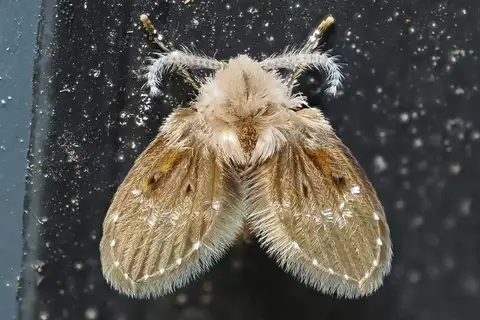 Bathroom Moth Fly