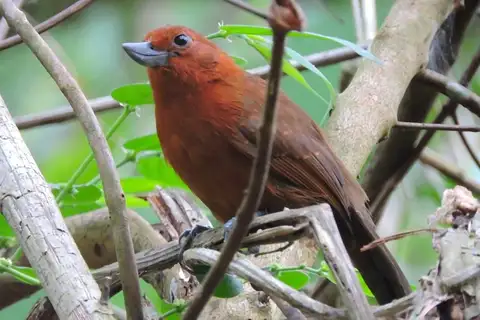 Recurve-billed Bushbird