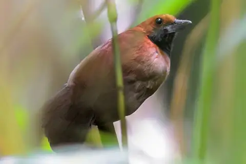 Rondonia Bushbird