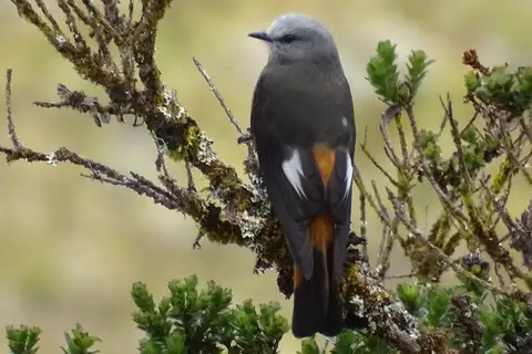Red-rumped Bush Tyrant