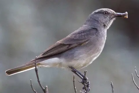 Rufous-webbed Bush Tyrant
