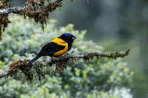 Golden-backed Mountain Tanager
