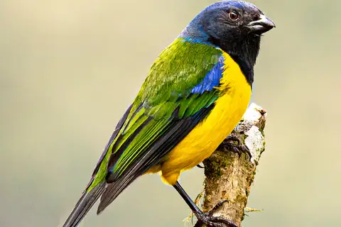 Black-chested Mountain Tanager