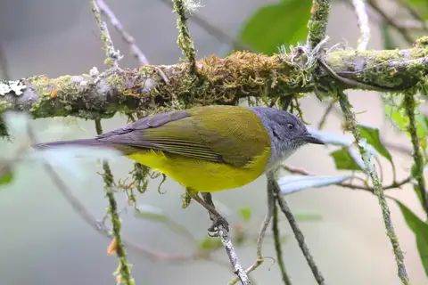 Black-billed Cnemoscopus