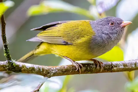 Grey-hooded Bush Tanager