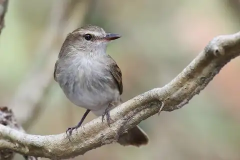 Fuscous Flycatcher