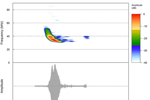 Long-tailed Serotine